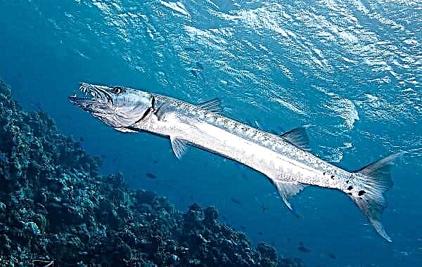 Lauk Barracuda. Katerangan, fitur, spésiés, gaya hirup sareng habitat barracuda