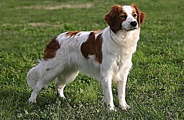 کوائیکرونڈئی کتا کوکیرا ہوندجی نسل کی تفصیل ، خصوصیات ، قیمت ، نگہداشت اور دیکھ بھال
