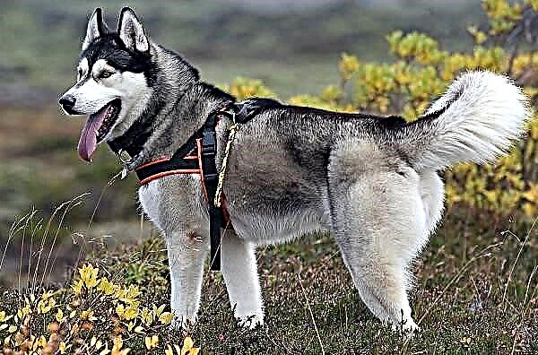 Husky շների ցեղատեսակ: Համեղենի նկարագրություն, առանձնահատկություններ, գին, խնամք և պահպանում