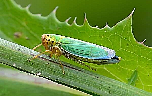 Tizilombo ta Cicada. Kufotokozera, mawonekedwe, mitundu, moyo ndi malo okhala cicada