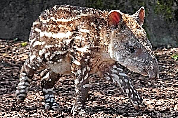 Tapir sato. Katerangan, ciri, spésiés, gaya hirup sareng habitat tapir