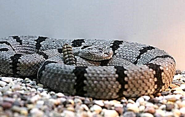 Crotalus. Description: features, species, lifestyle et habitat in rattlesnake
