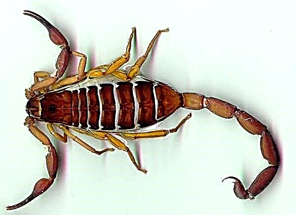 Escorpio é un animal. Descrición, características, especies, estilo de vida e hábitat do escorpión
