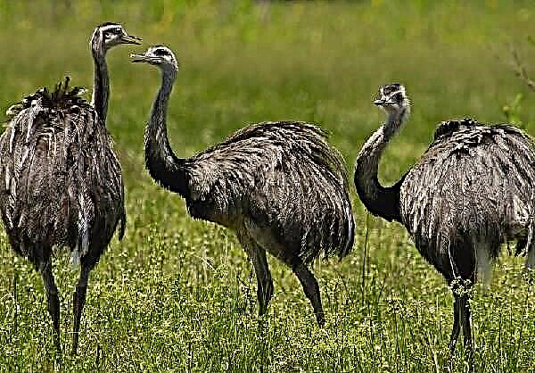 Aderyn emu estrys. Disgrifiad, nodweddion, ffordd o fyw a chynefin emu