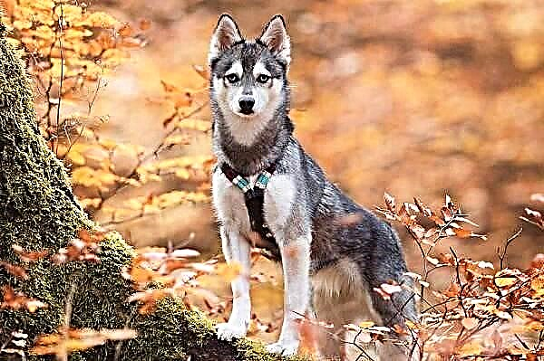 Куче од Алјаска Кле Каи. Опис, карактеристики, цена, грижа и одржување на расата
