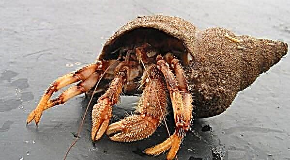 Hermit Crab, оның ерекшеліктері, өмір салты және тіршілік ету ортасы
