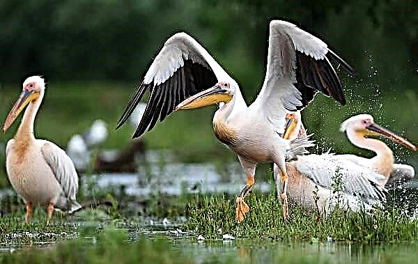 Rozkolora pelikana birdo. Priskribo, trajtoj, vivmaniero kaj habitato