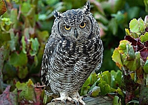 Owl bird. Paglaraw, dagway, species, lifestyle ug puy-anan sa bahaw