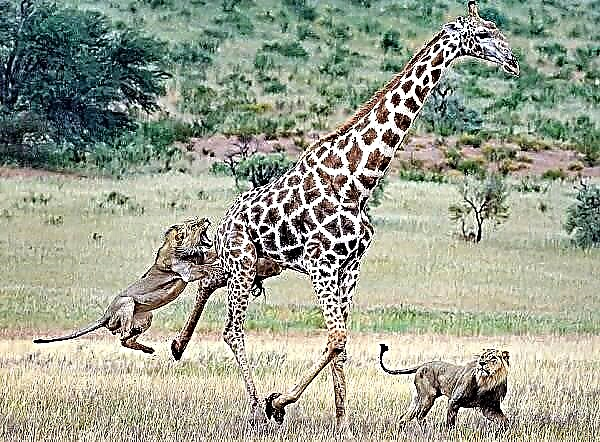 A xirafa é un animal. Descrición, características, estilo de vida e hábitat da xirafa