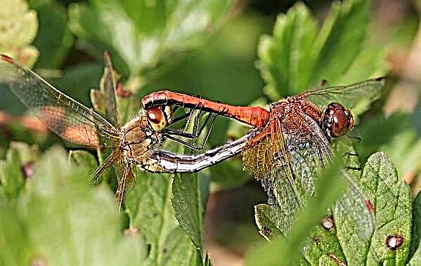 Insecto libélula. Descrición, características, especies, estilo de vida e hábitat da libélula