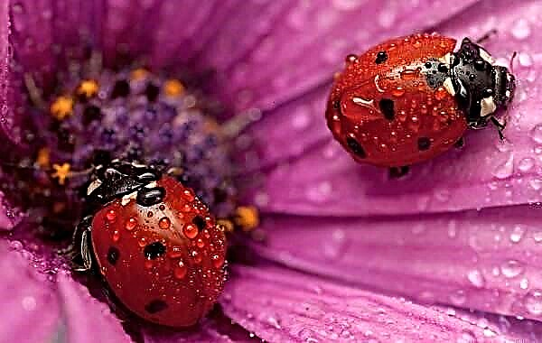 Kêzika Ladybug. Danasîn, taybetmendî, cûre û jîngeha xatûnê