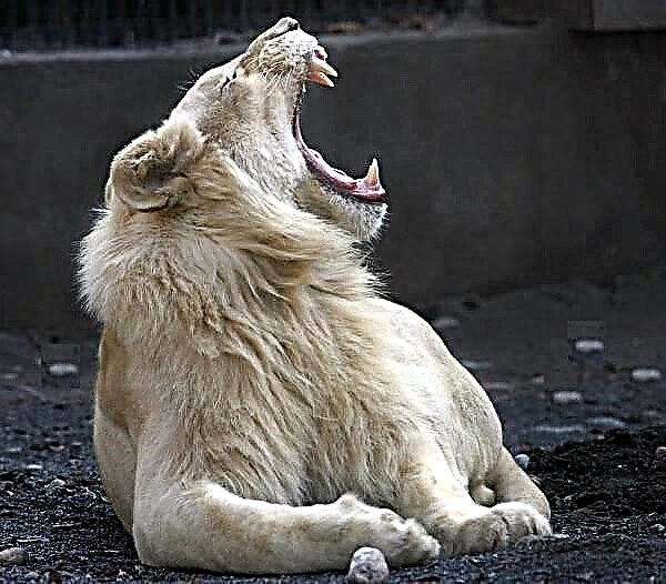 Singa putih minangka kewan. Katrangan, fitur, gaya urip lan habitat singa putih