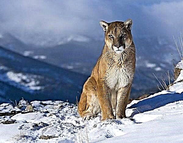 Puma sato. Katerangan, fitur, spésiés, gaya hirup sareng habitat cougar