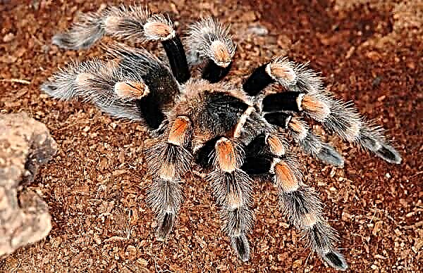 Tarantula spider. Տարանտուլի նկարագրությունը, առանձնահատկությունները, տեսակները, կենսակերպը և բնակավայրը
