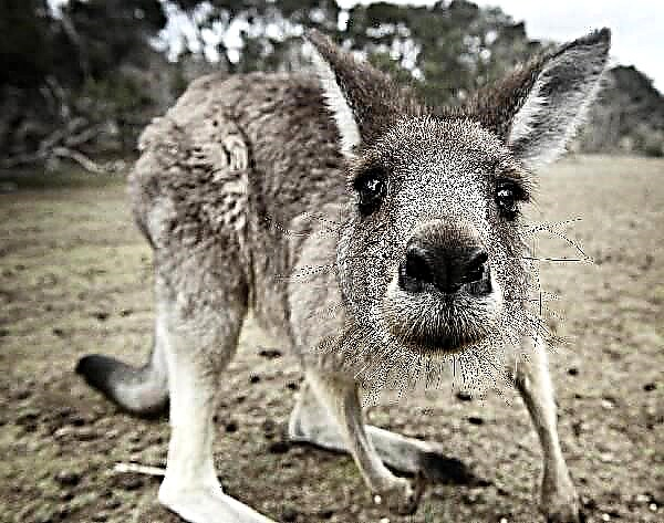 Kangaroo ndi nyama. Kufotokozera, mawonekedwe, mitundu, moyo ndi malo a kangaroo