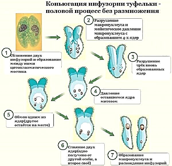 Стадии конъюгации инфузории