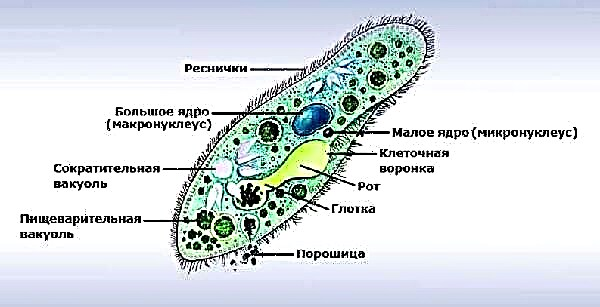 Zapatilla Infusoria. Descrición, características, estrutura e reprodución de zapatos ciliados