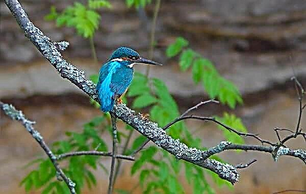 Kingfisher quşu. Balıq ovunun təsviri, xüsusiyyətləri, həyat tərzi və yaşayış yeri