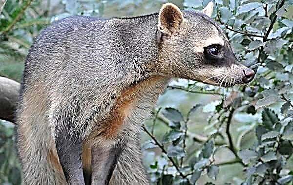 Isilwane se-Raccoon gargle. Incazelo, izici, indlela yokuphila kanye nendawo yokuhlala ye-raccoon raccoon
