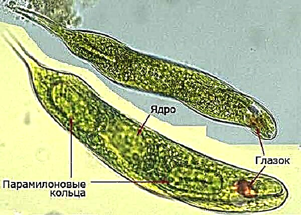 Euglena Green. Priskribo, trajtoj, strukturo kaj reproduktado de Euglena Zelena