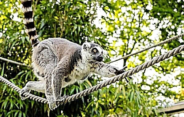 Mae Lemur yn anifail. Disgrifiad, nodweddion, rhywogaethau, ffordd o fyw a chynefin y lemwr