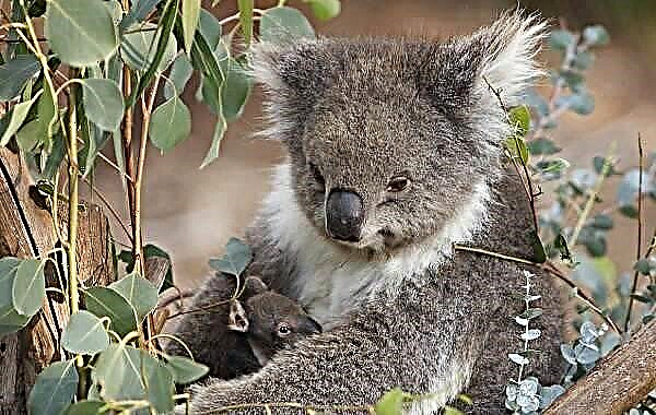 Koala minangka kewan. Katrangan, fitur, gaya urip lan habitat koala