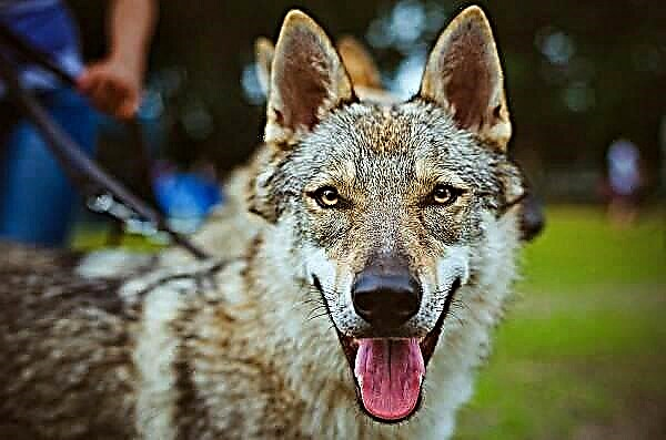 Wolfhund chen. Deskripsyon, karakteristik, kontni ak pri nan kwaze a Wolfhund