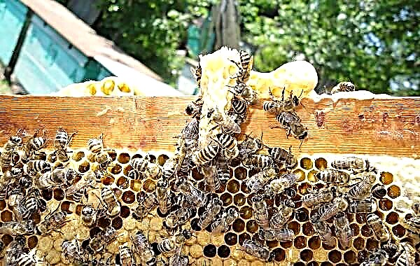 ფუტკარი მწერია. ფუტკრის აღწერა, მახასიათებლები, სახეობები, ცხოვრების წესი და ჰაბიტატი