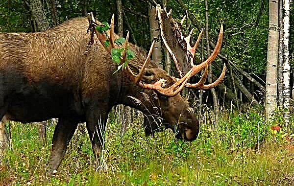 Si Elk ay isang hayop. Paglalarawan, mga tampok, species, lifestyle at tirahan ng elk