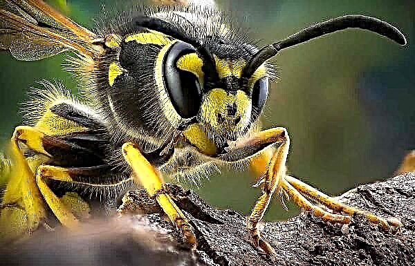 Wasp böcək. Yaban arısının təsviri, xüsusiyyətləri, həyat tərzi və yaşayış yeri
