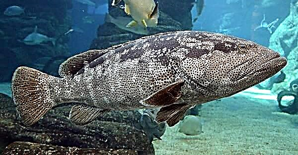 Grouper ձուկ: Grouper ձկների նկարագրությունը, առանձնահատկությունները և բնակավայրը