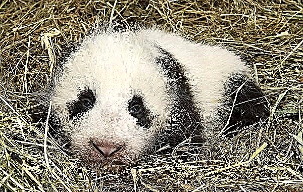 Panda é un animal. Descrición, características, estilo de vida e hábitat do panda