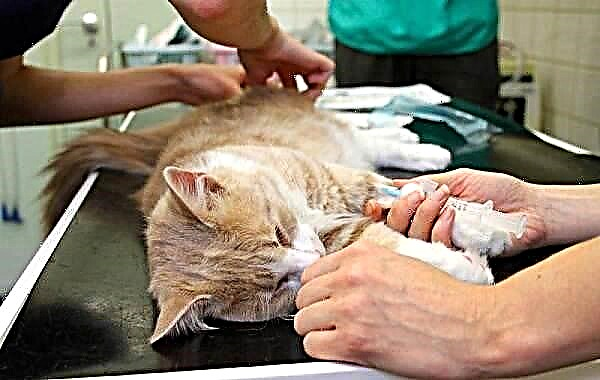 Castración dun gato. Descrición, características e prezo do procedemento de castración de gatos