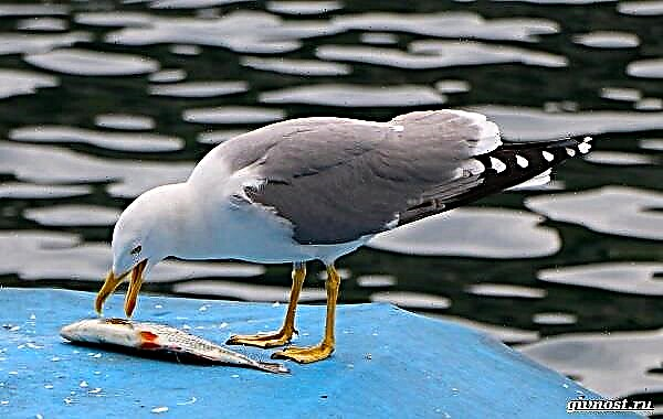 Ave gaivota. Descrición, características, especies e hábitat da ave gaivota