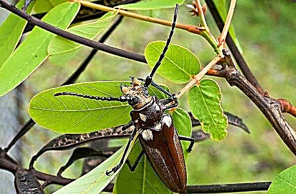 Beetle druvar. Përshkrimi, tiparet, speciet dhe habitati i brumbullit druvarë