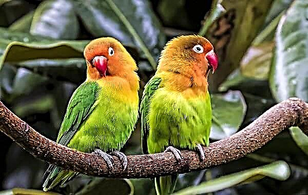 Tipes papegaaie. Beskrywings, name en kenmerke van papegaaisoorte
