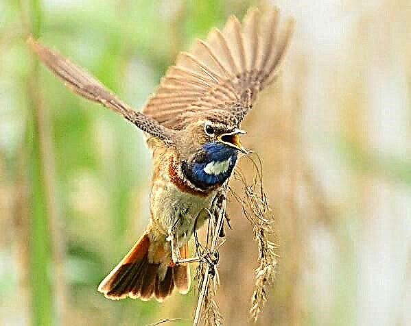 બ્લુથ્રોટ પક્ષી. બ્લૂથ્રોટનું વર્ણન, સુવિધાઓ, જીવનશૈલી અને નિવાસસ્થાન
