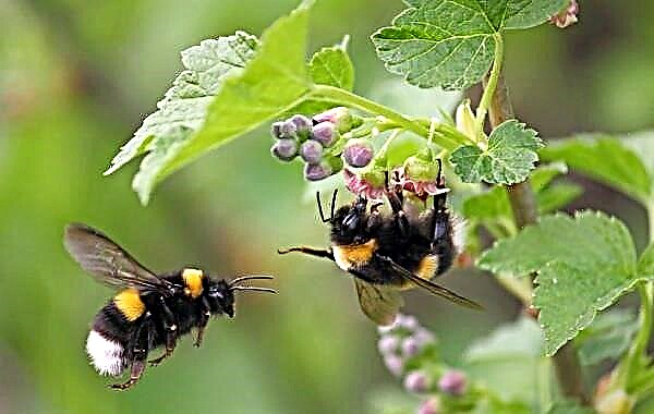 Bumblebee жәндігі. Бамбардың сипаттамасы, ерекшеліктері, өмір салты және тіршілік ету ортасы