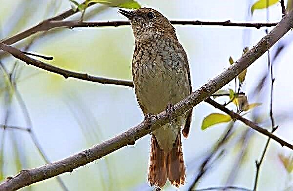 Nightingale шувуу. Nightingale амьдралын хэв маяг, амьдрах орчин