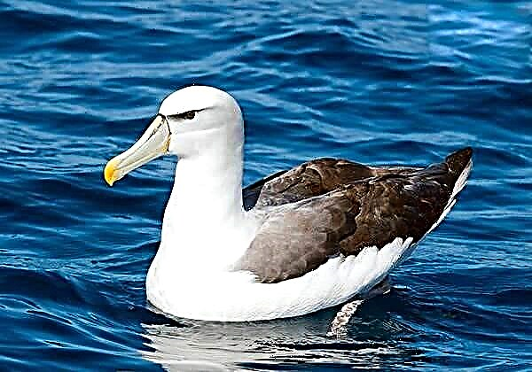 Albatross Vugel. Beschreiwung, Features, Lifestyle a Liewensraum vum Albatross