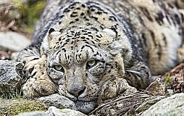 Neĝa Leopardo. Vivejo kaj vivmaniero de neĝleopardo