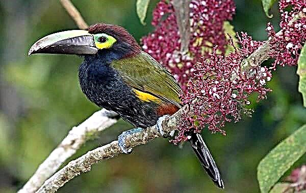 Ptica Toucan. Toucan način života i stanište
