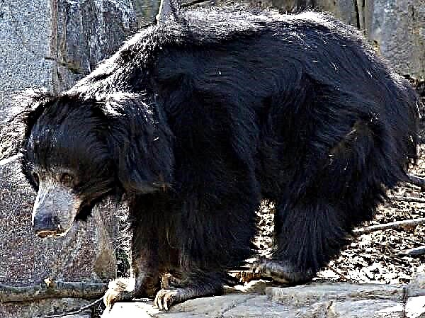 Sloth bear. Sloth bear lifestyle ug puy-anan