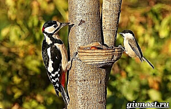 Woodpecker qushi. Woodpecker qushlarning turmush tarzi va yashash joyi