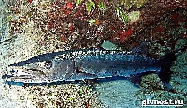 Barracuda balığı. Barrakudanın həyat tərzi və yaşayış sahəsi