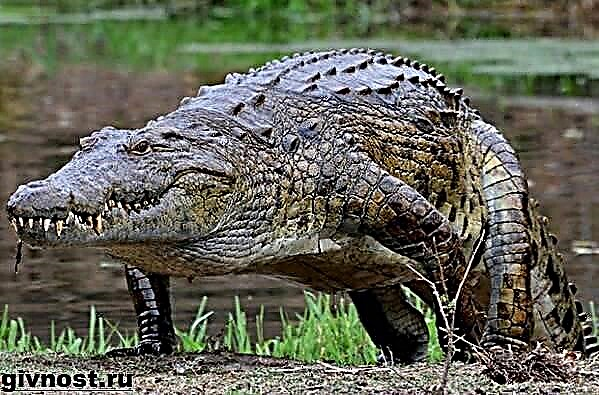 Таралған қолтырауын - бауырымен жорғалаушы. Крокодилдің тұзды сулары және тіршілік ету ортасы