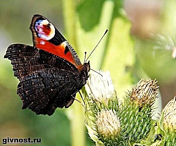 Butterfly ຕາ peacock. ວິຖີຊີວິດແລະທີ່ຢູ່ອາໄສຂອງຜີເສື້ອຜີເສື້ອ