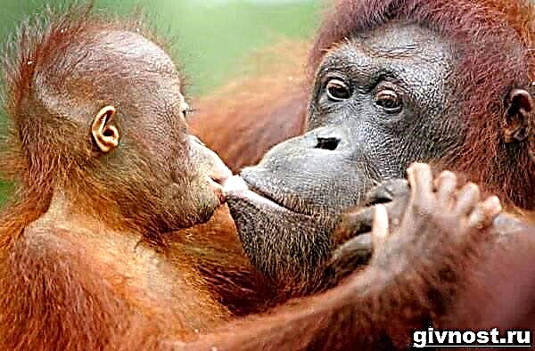Orangutan unggoy. Orangutan lifestyle at tirahan