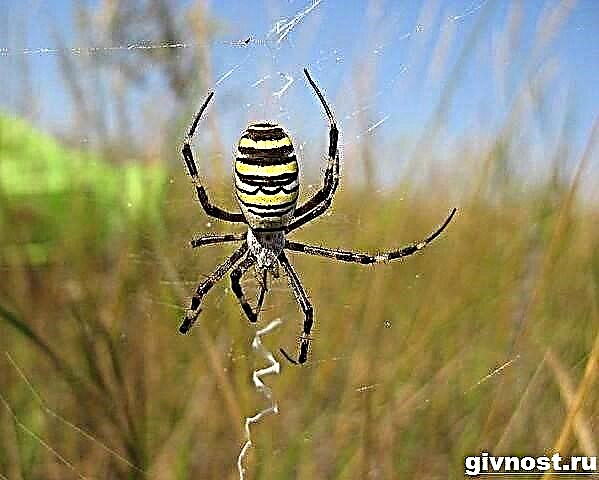 Spider agriopa. De Liewensstil an de Liewensraum vum Agriopa