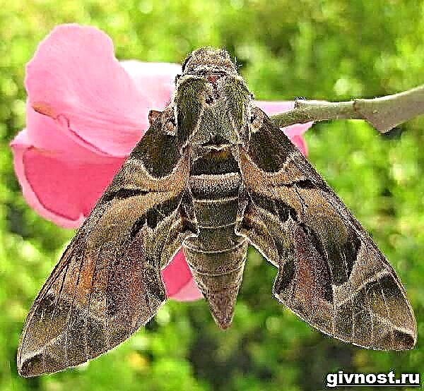 ແມງໄມ້ butterfly Hawthorn. ວິຖີຊີວິດແລະບ່ອນຢູ່ອາໄສຂອງ Hawk moth
